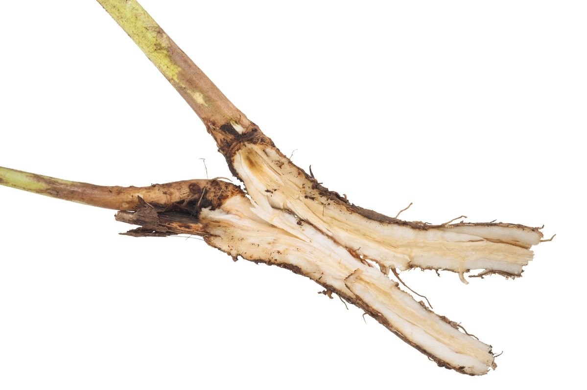 Inulin